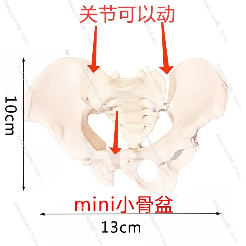 Postpartale Rehabilitation, bewegliches weibliches Beckenmodell, Sakrum-Hüfte, flexibles menschliches Skelett, Anatomie der Beckenbodenmuskulatur