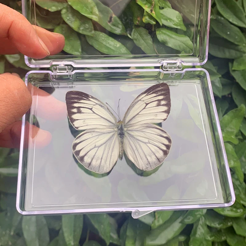 Natural Real Butterfly Specimens Rare And Exquisite Specimens For Home Decoration Display Collection In Teaching Special Gifts image 3