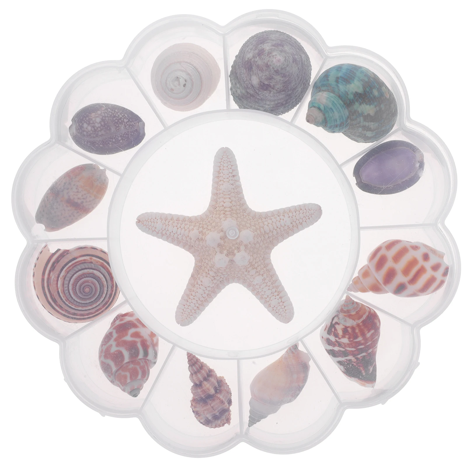 

13pcs Exquisite Conch Decor Ocean Shells Kit for Fish Tank Aquarium Desktop Landscape Creative Shell Craft Decoration