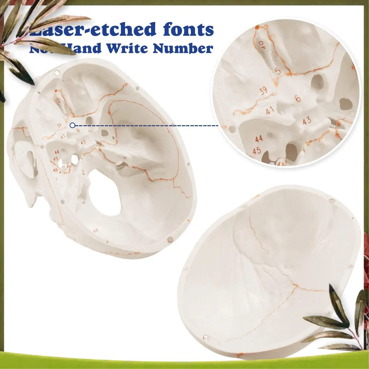 

New-Anatomical Human Skull Model, 3-Part, Numbered, Life Size