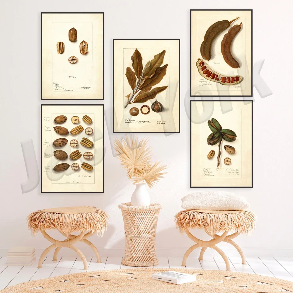 Botanical print, vintage pecan fruit print, pecan, macadamia nut print, nut poster, tamarind tree poster, kitchen wall decor