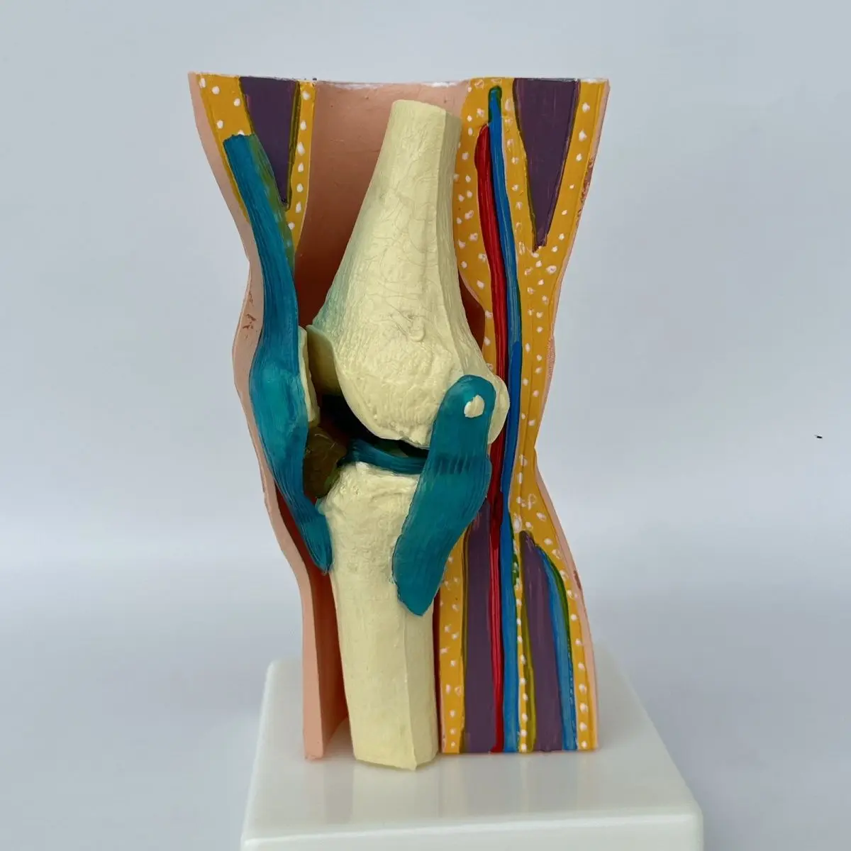 Knee joint function, ligaments, bendable skin, anatomical skeleton, active joint, orthopedic demonstration teaching model