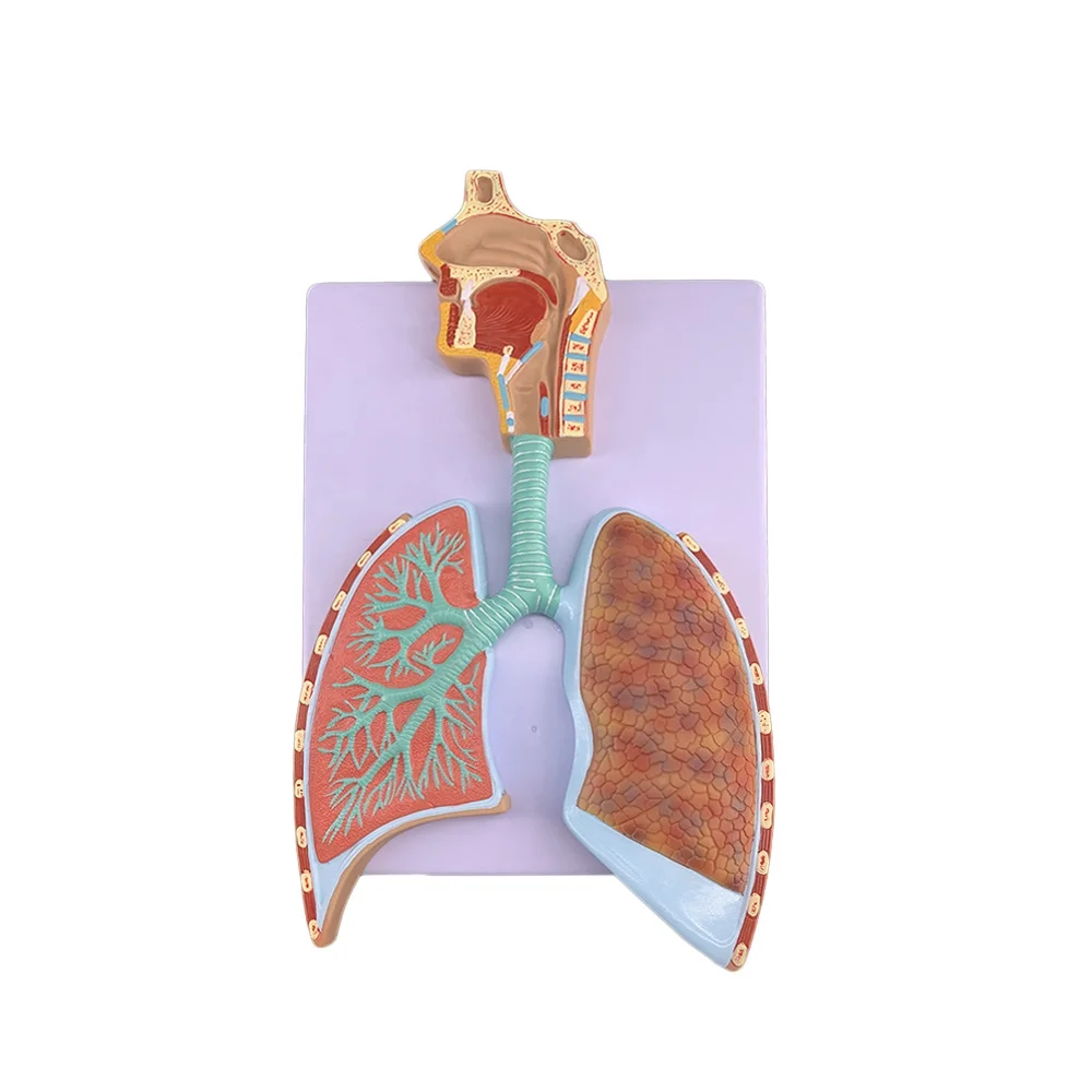 

unique Medical Model of Human Respiratory System, Lung Anatomy, Alveolar Tissue, Nose, Mouth, and Respiratory Structure