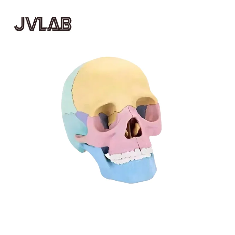 

Assembly 4D Model Detachable Specimen Skull Model STEM Skull Oral Teaching Skeleton Art 1pcs Teaching equipment