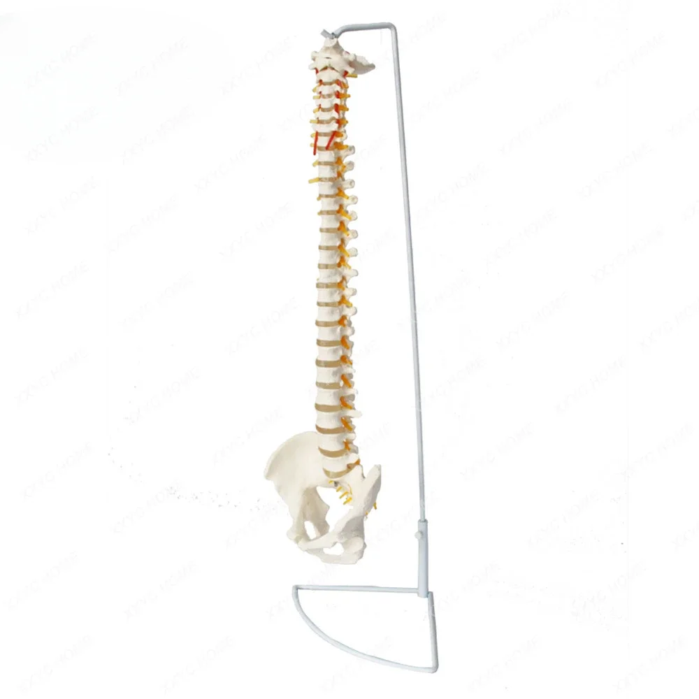 FRT014 Anatomical Spine Model Life Size Spinal Cord Include Vertebrae, Nerves, Arteries, Lumbar Column Medical Science