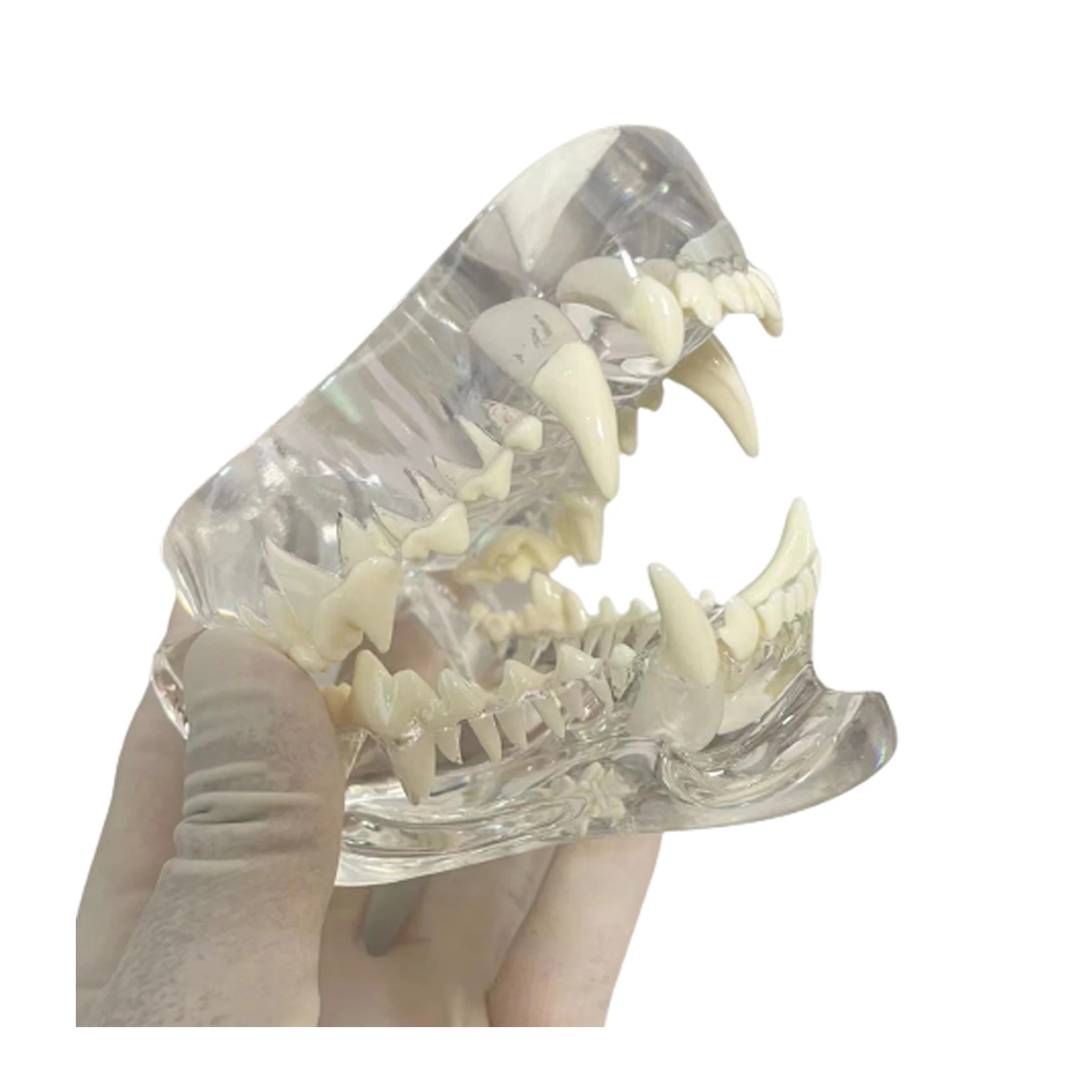 Dental Dog Cat Rabbit Clear Teeth Skull Model Canine Animals Oral Tooth Jaw Anatomical for Veterinary Education Demo Decoration