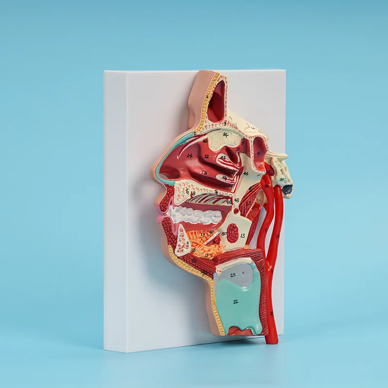 Head Anatomy Oral, Nose and Throat Model, Oral, Nose and Throat Vascular and Nerve Model