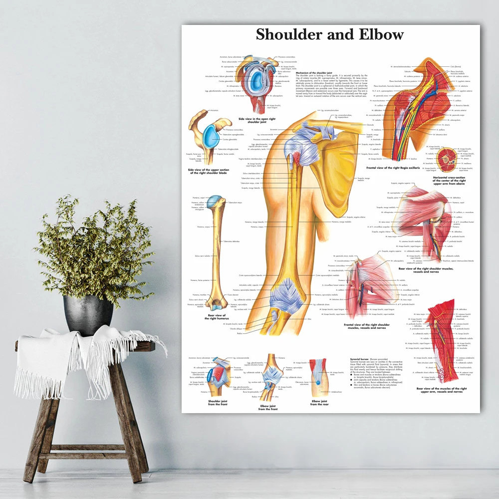 WANG ART back to school shoulder and elbow Anatomical Charts Posters Anatomy Canvas Print Wall Pictures Medical Education Office