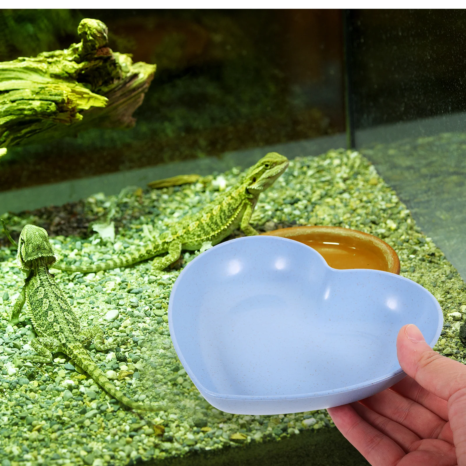 

5 Pcs Crab Food Plate Reptile Bowl Wheat Fiber Water Dish Wear Resistant Easy Cleaning Terrarium Pet Supplies