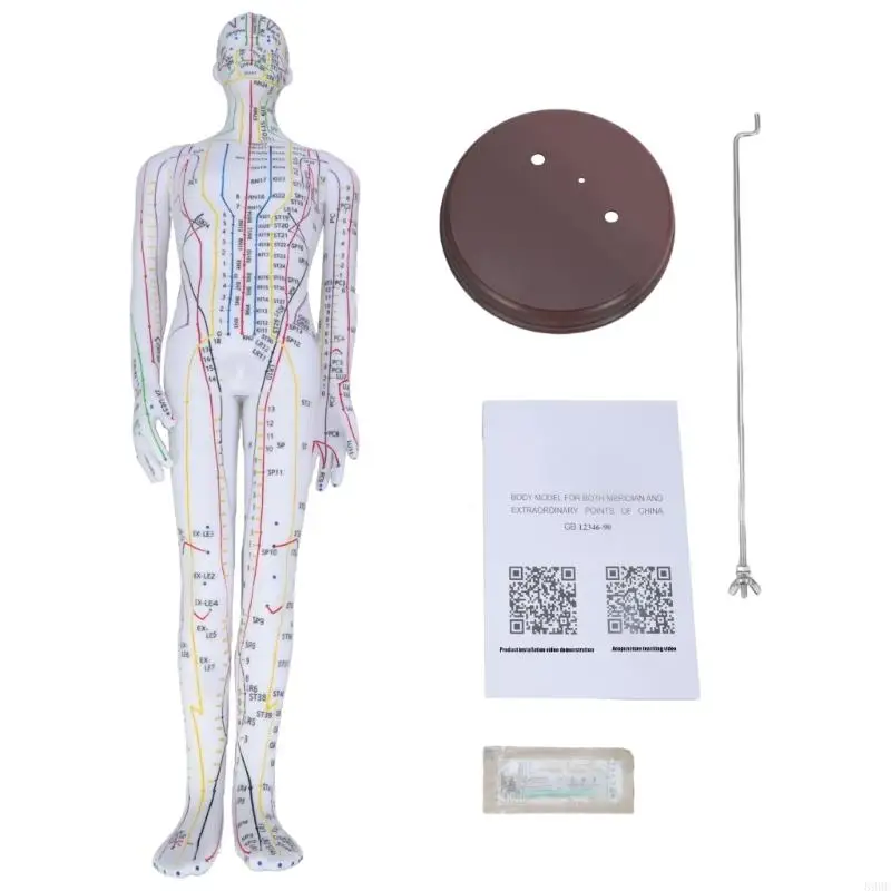 

Human Acupuncture Model with Meridian Points Male Acupuncture Model Female Acupuncture Model with Numbered Chinese Point 896C