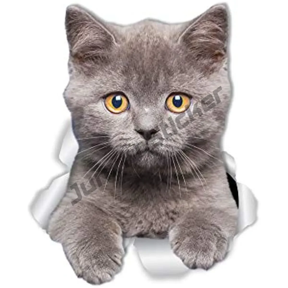 Shorthair Cat Wall Sticker Lover Gifts Surfboard Car Styling Motorcycle Bike Waterproof Decal Decoration