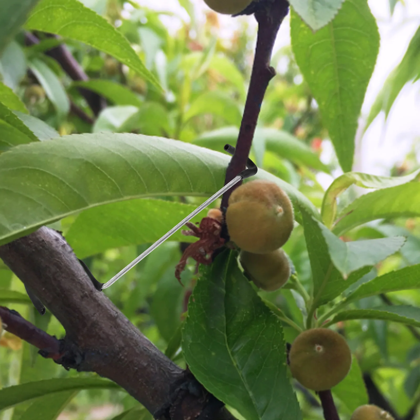 

20Pcs Plant Branch Spreader Steel Tree Limb Spreaders for Fruit Trees Flower Training Bending Clips Gardening Shaping Tool