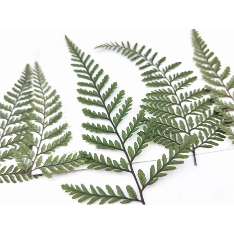 Fern hijau kering, 60 buah pakis Herbarium plastik pakis hijau kering untuk DIY kartu pos perhiasan kartu undangan casing ponsel daun pennistum