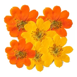2-6CM/24PCS Real Natural Dried Pressed Cosmos Sulphureus Flowers Heads In Yellow,Orange,Dry Press Sunflowers For Resin Jewellery