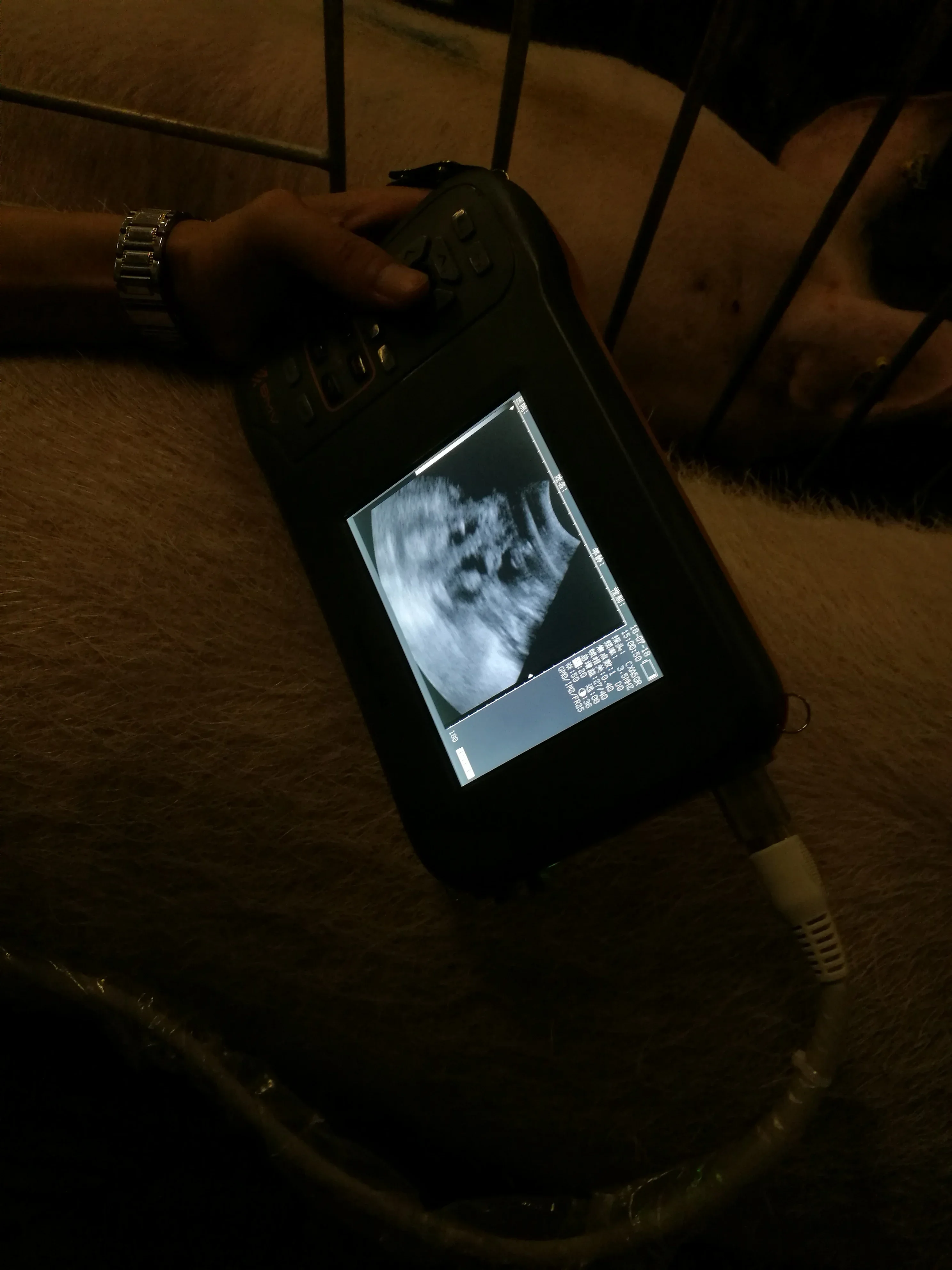 Farmscan L60 النخيل المحمولة ايكوغرافو المحمولة للحيوانات الكبيرة البقري الخيول زرع الخنزير الطبيب البيطري آلة الموجات فوق الصوتية المحمولة