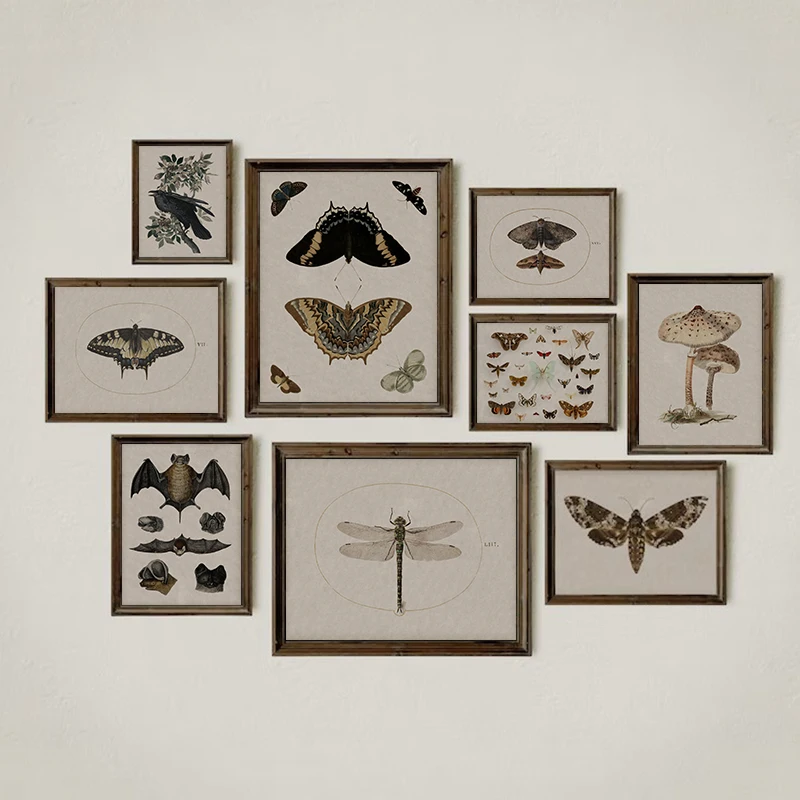 Antique Dark Academia Dragonfly Moth Bat Museum Insect Scientific Poster Canvas Painting Wall Art Pictures Home Interior Deco