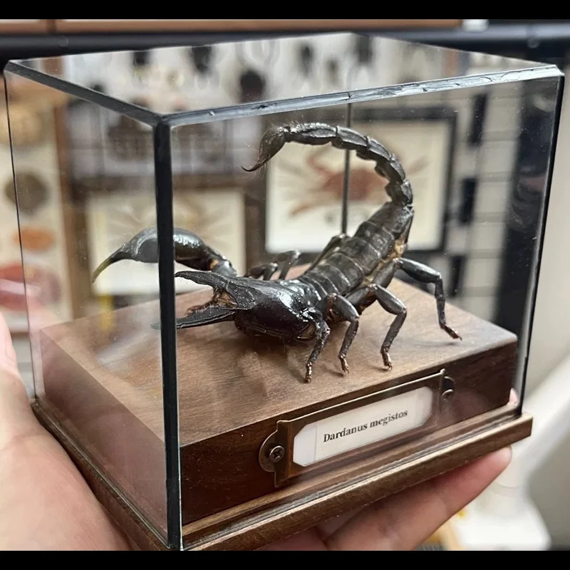 Real Heterometrus Petersii Taxidermy Authentic Black Scorpion Specimen With Walnut Showcase Home Decor Ideal Gift Collection