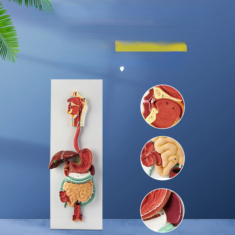 

Anatomical model of human digestive system organs, heart, kidney, gastrointestinal teaching demonstration teaching AIDS