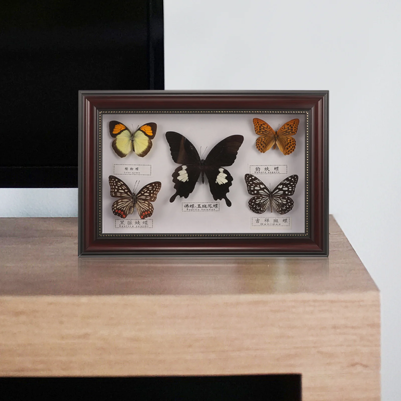 Butterflies Specimen Picture Frame Butterfly Photo Wall Decoration Wooden Display for Hanging