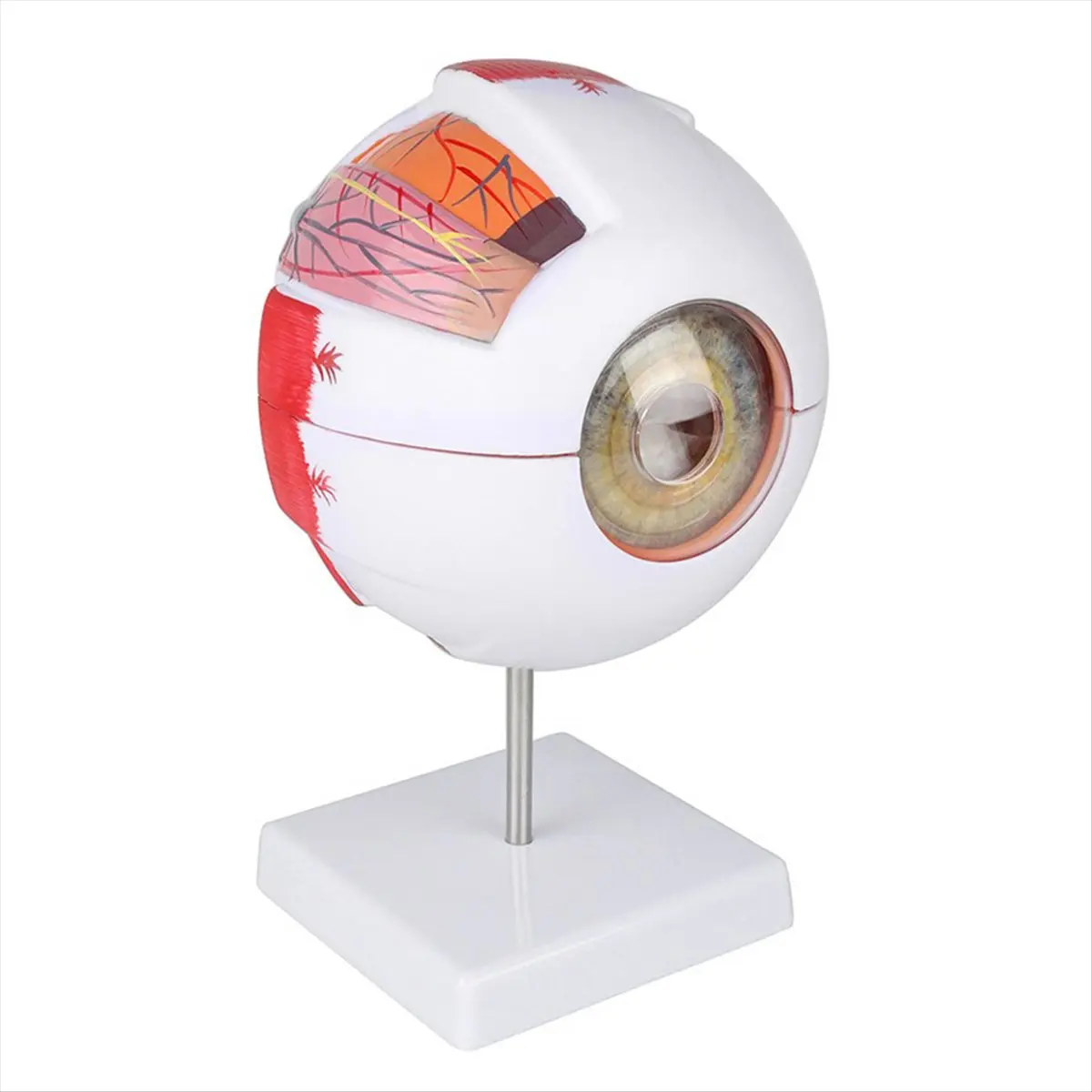 L79A Anatomical Eye Model Eyeball Eyelid Model Disassemble 6 Times Enlarged Optic Nerve for Eye Special Teaching