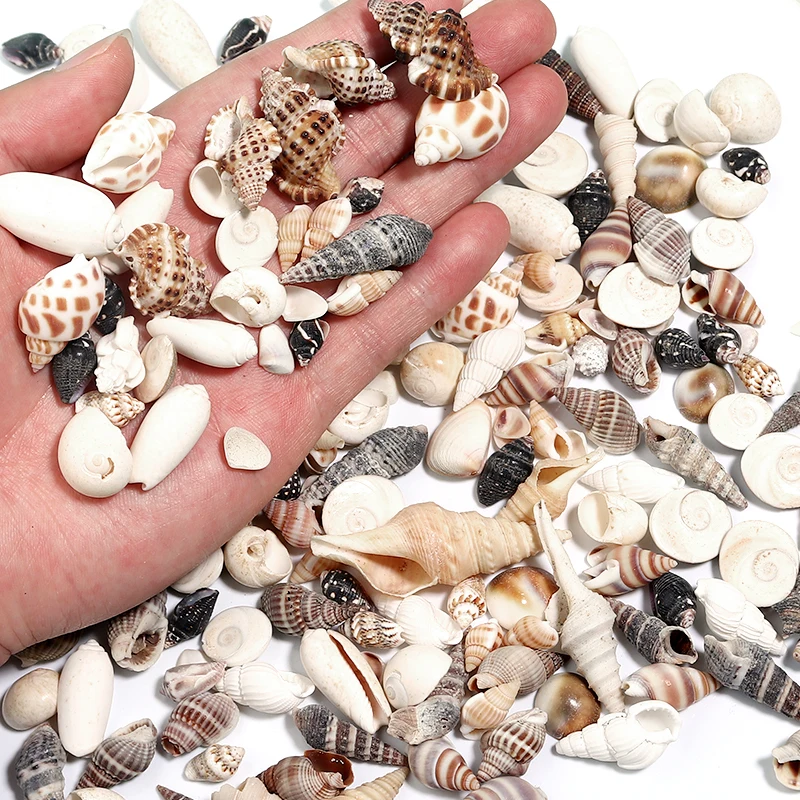 1 Box Sea Shells Thread Shell Tiny Ocean Seashells Crafts Aquarium Decoration Landscaping Accessories Photography Props