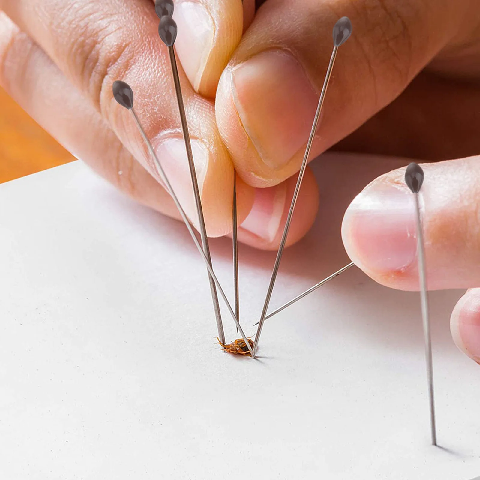 

1Set Specimen Box Transparent Durable Plant Display Box Kit Insect Display Case Education Tool Education Tool Cage