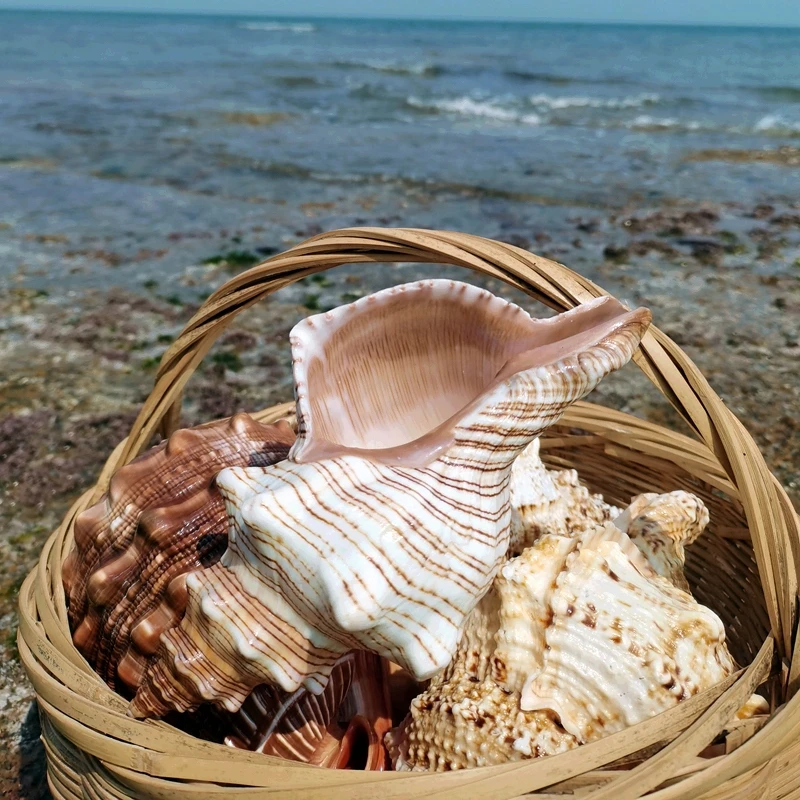 Ornement de coquillage de conq - Marine Fish Tank avis et prix