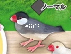 SHINE-G Japan Gashapon Figure Cute Kawaii Mannikin Bird Chickadees Titmouse Figurine Anime Gachapon Capsule Toys Desktop Decor