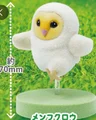 Barn Owl