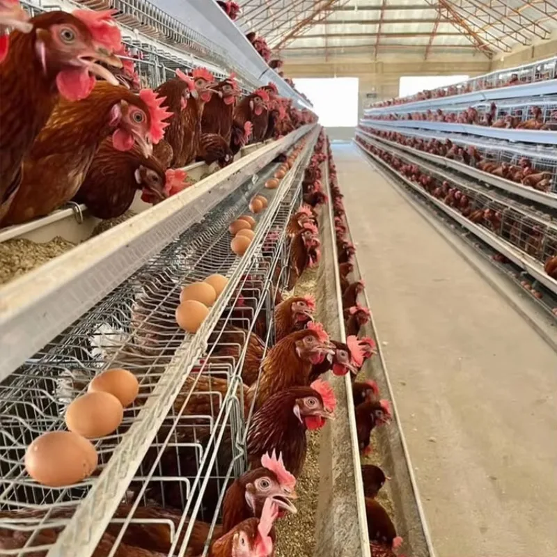 500 Allevamento di polli a deposizione automatica di galline/batteria a strati una gabbia per polli di tipo per l'allevamento di pollame