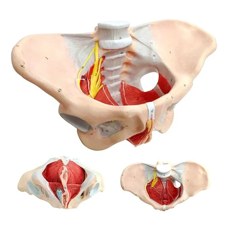 

Human Female Pelvis Neural Anatomy Model Pelvic Floor Muscle Nerve Perineal Ligament Anatomical Model
