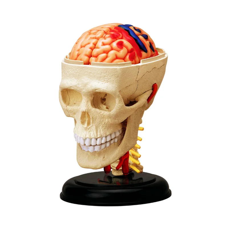 4D الإنسان كرنيا العصب الجمجمة نموذج التشريح التشريحي الطبي للطلاب تعليم لغز تجميع نموذج