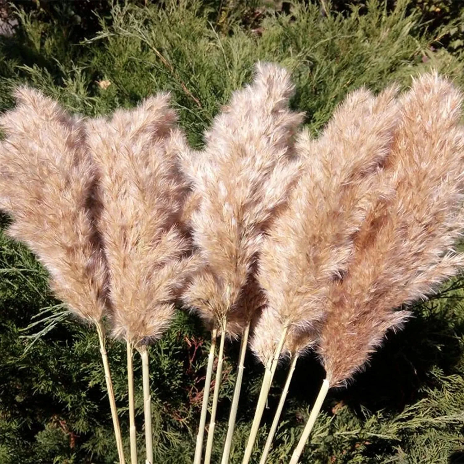 

10/20pcs Fluffy Natural Botanical Bouquet Wedding Decorative Dried Flowers Real Large Dried Pampas Grass Grass Flowers Boho