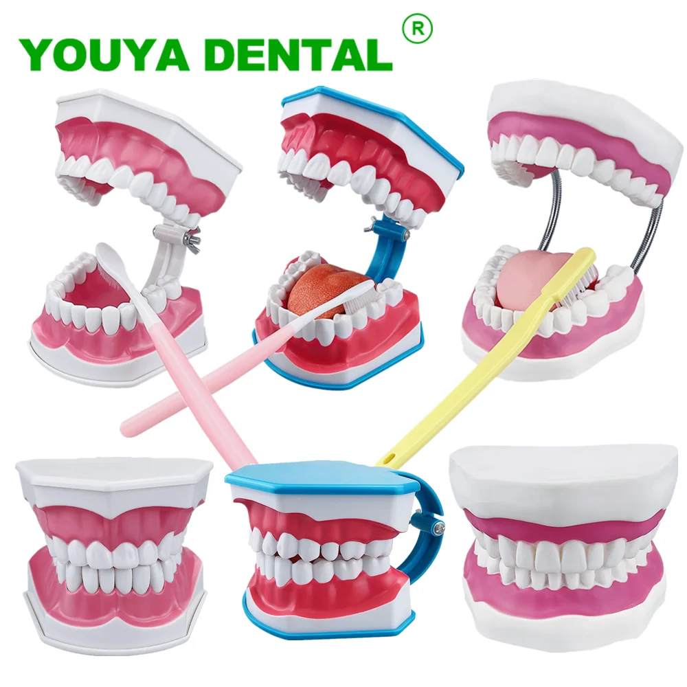 Standard Dental Model Brushing Teeth Education Teaching Study Model Dental Clinic Dentist Demonstration Tools With Toothbrush