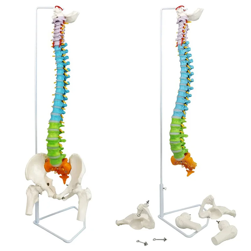 85cm Color Human Spinal Column Vertebral Lumbar Curve Anatomical Model Spine With Pelvic Medical Teaching