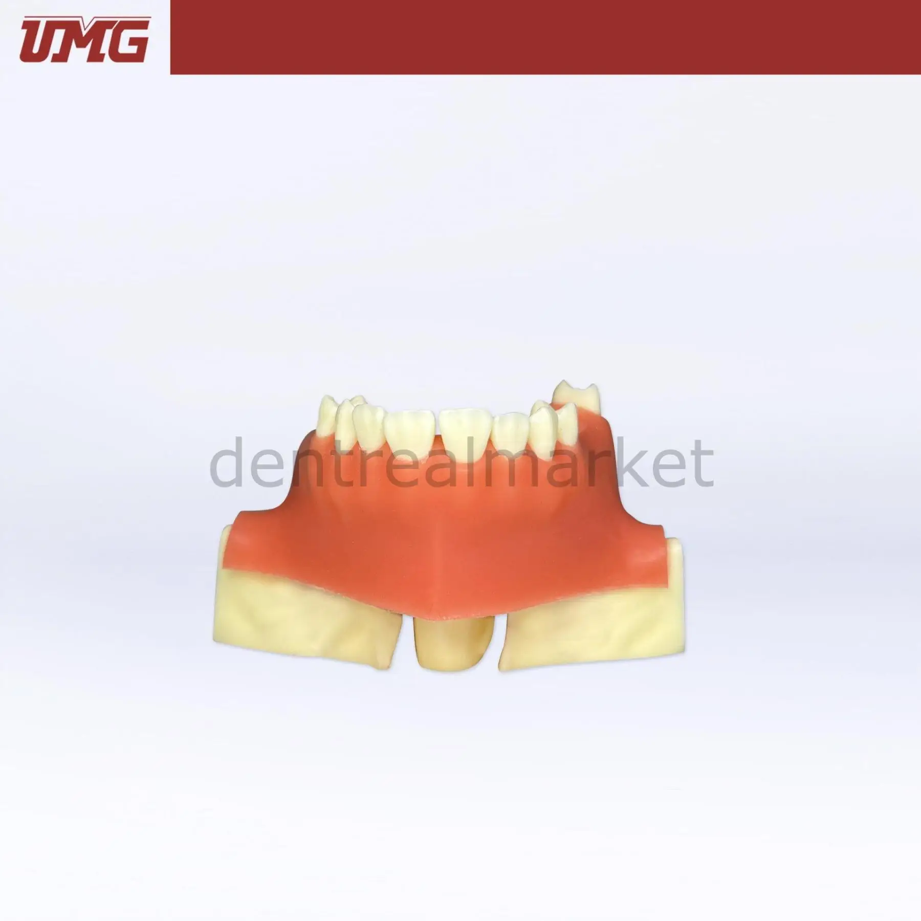 UMG Dental - Umg Model Sine Lift Training Model - UM-2013S