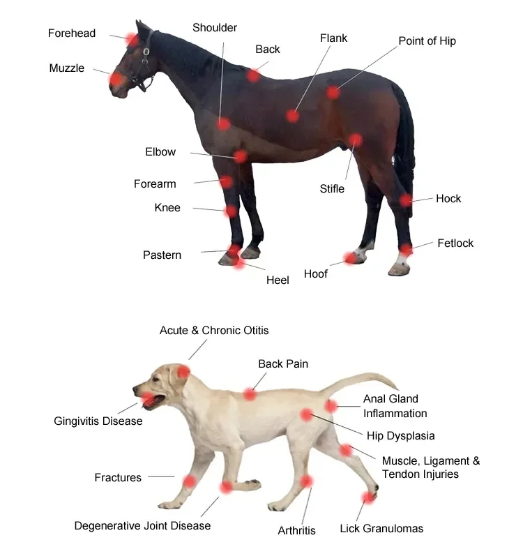 Original Factory!  handheld cold laser therapy equipment for pain relief 650nm+808nm cold laser for veterinary pets pain