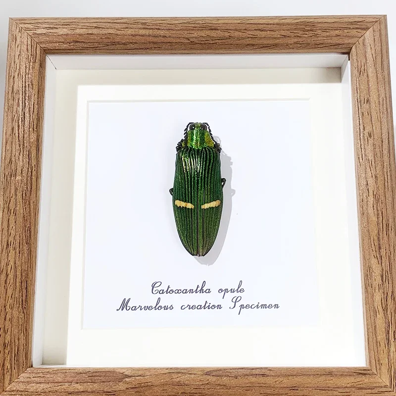 Real Insects Specimen Photo Frame Decorative Painting Real Beetles Young Children Science Family Ornaments Crafts Special Gifts