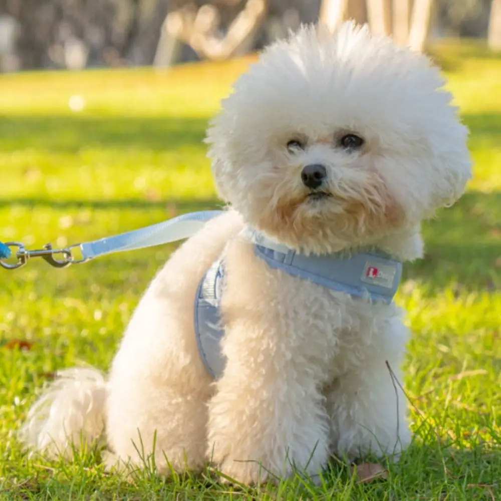 

Practical Adjustable Dog Harness Vest Breathable Comfortable Dog Leash Prevent Breaking Free Dog Walking Rope Outdoor Walking