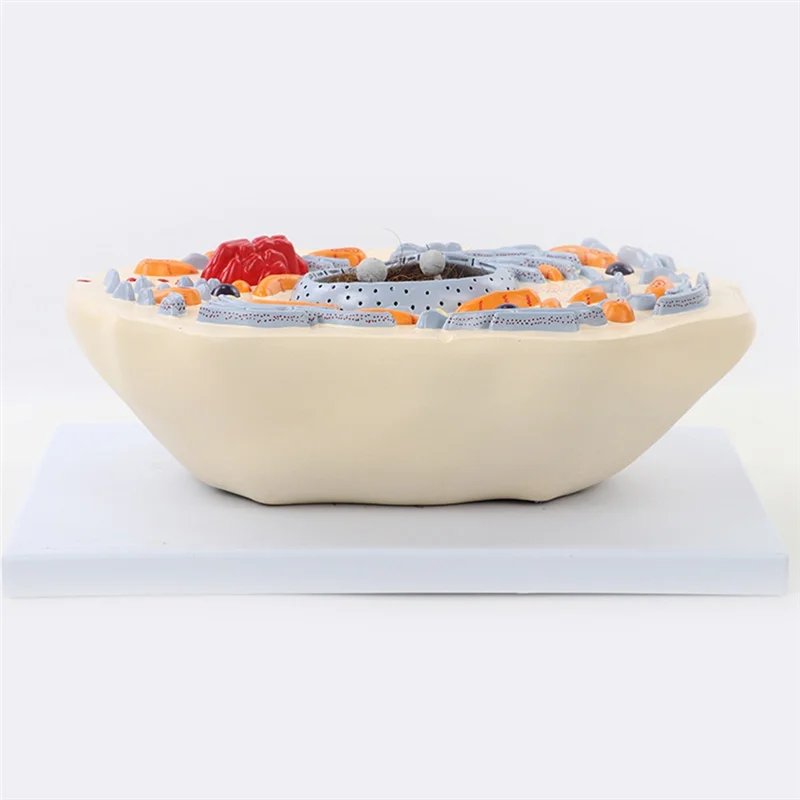Animal Cell Model Microstructure Anatomical Model Middle School Biology Teaching Biological Cell Equipment Model