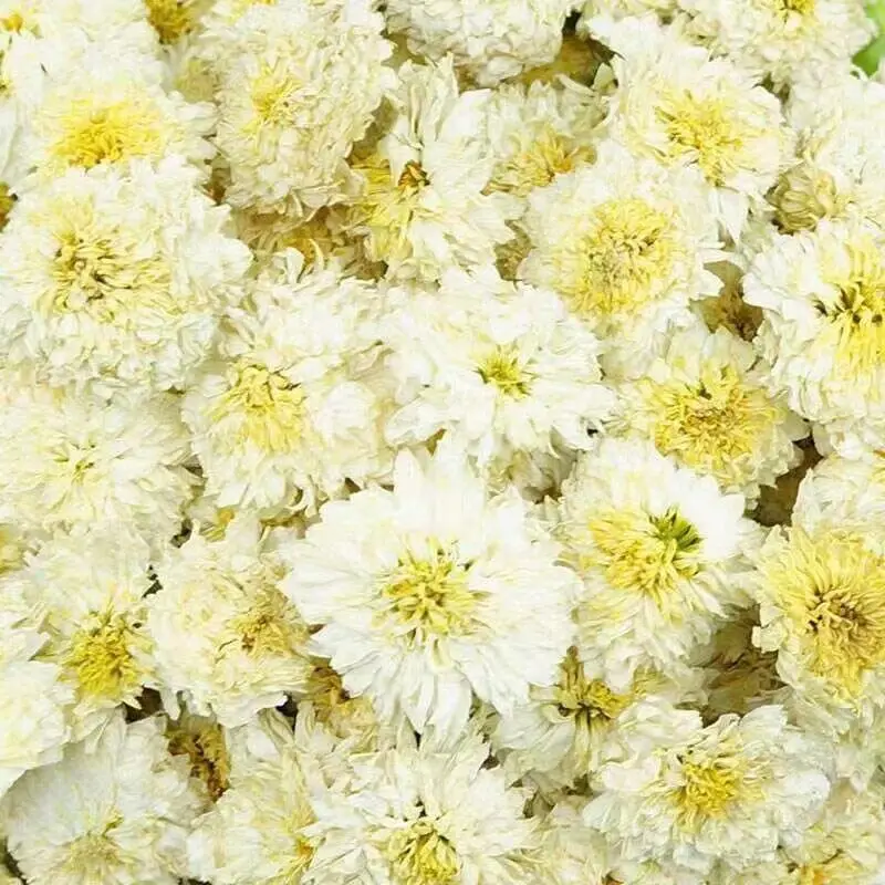 High Quality Bulk White Chrysanthemum