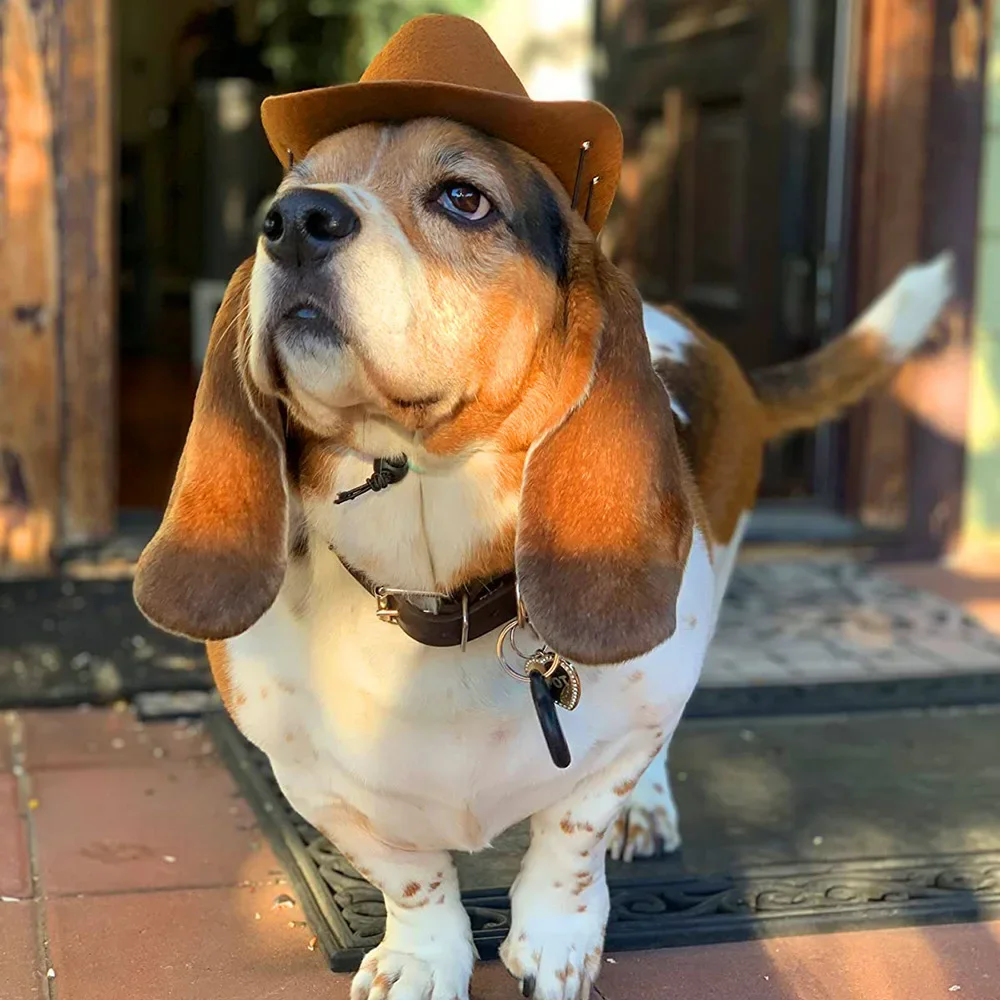 2024 neue Hund Cowboyhut Hunde Katze Outdoor Hüte verstellbare Kappen Mode für kleine mittlere Hunde Katzen Kopf bedeckung Haustier Zubehör