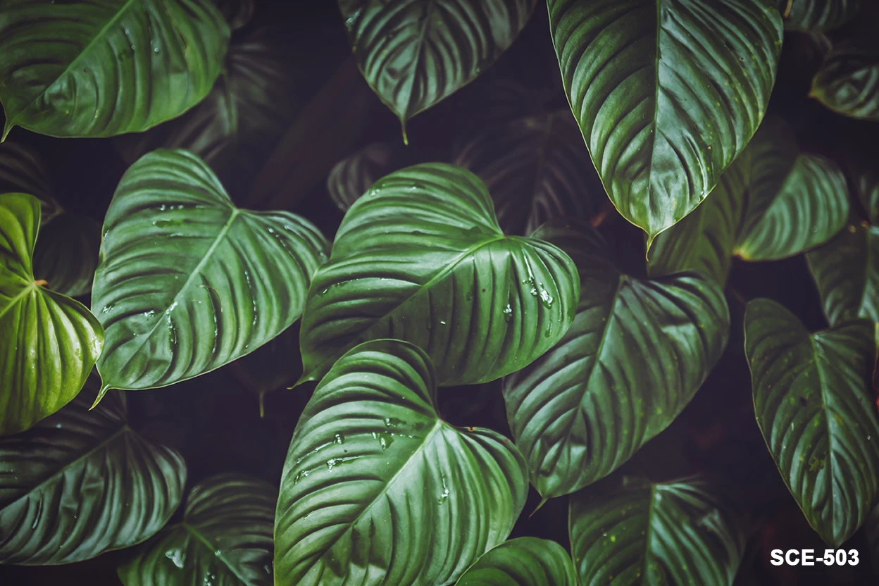 Jungle Party Photography Backdrops Tropical Forest Green Leaves Animals Safari Photo Backgrounds Baby Birthday Photozone