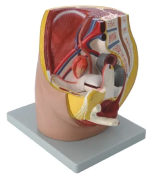 Female Pelvic Cavity Midsagittal Section Model 3 Parts Medical Science Pelvis Median Sagittal View Simulator Teaching Aids for M