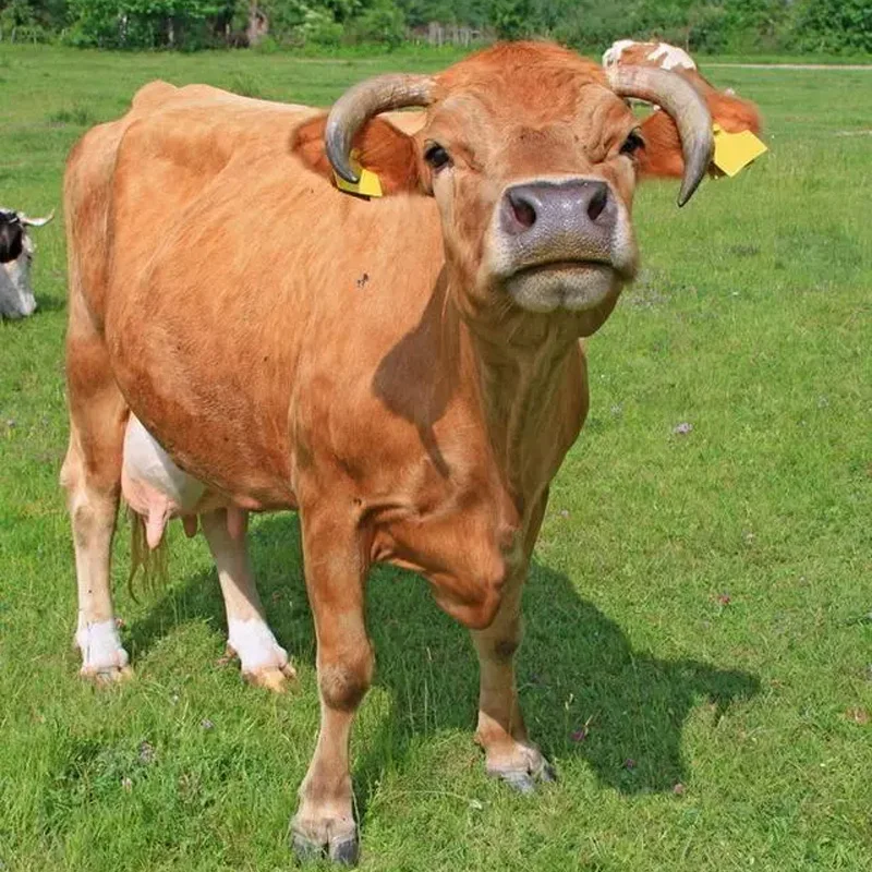 10 pz HabweID pala TPU 134.2 KHz ISO11784/5 FDX-B RFID etichetta auricolare per bovini per fattoria bestiame pecora mucca maiale identificazione animale