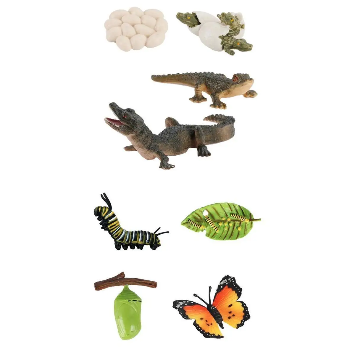 2/set Animal Growth Life Cycle Education Development Imagination Biology Classroom Toys Props