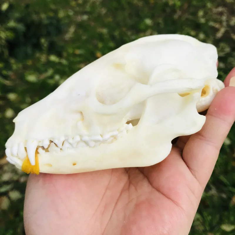 1pcs Pure Natural Taxidermy  Vulpes Raccoon  Skull Taxidermy Real Bone Skeleton Christmas Decoratio