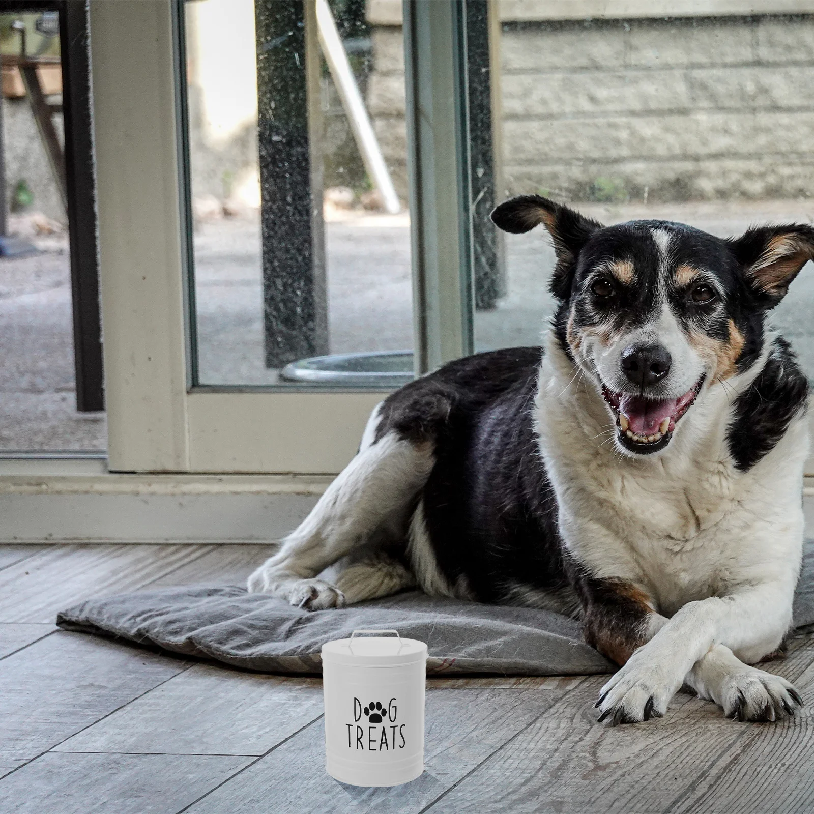 

Airtight Dog Food Storage Container Metal Lid Kitchen Counter Dried Puppy Food Bin Pet Supplies Freshness Flavor