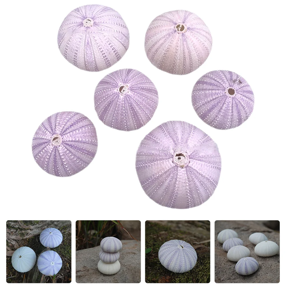 6 Pcs Natural Shell Conch DIY Sea Urchin Ornaments Bracket Fish Tank Decors Shells Air Plant Pot