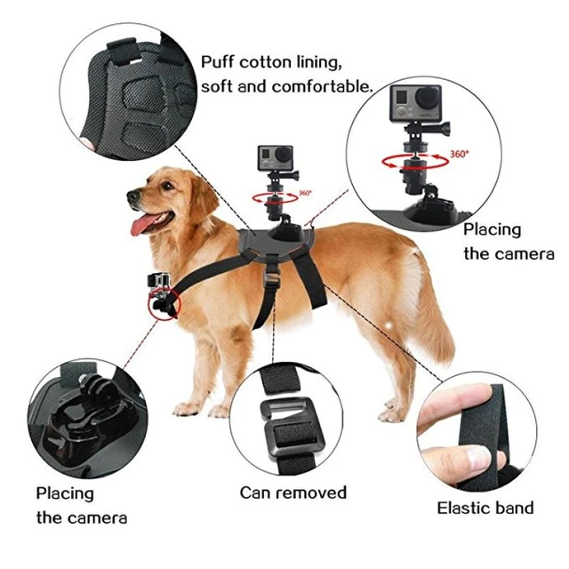 Gopro dog video best sale